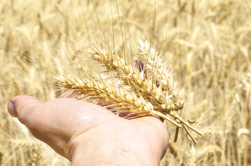 Spikelets of wheat in the palm of the farmer