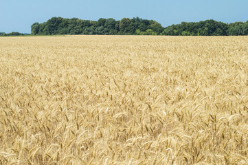 Spikelets yellow wheat field