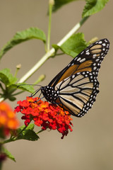Fototapeta na wymiar Monarch Butterfly Feeding on Orange Lantana