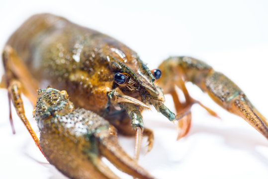 Crayfish on a white background.