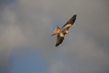 Red kite (Milvus milvus) bird of prey in flight