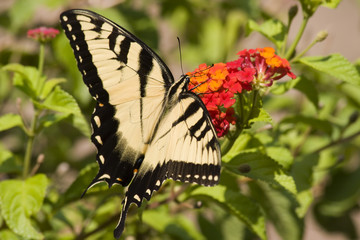 Butterfly Feeding on Lantana