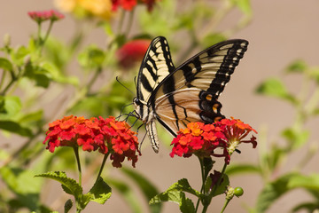 Fototapeta na wymiar Swallowtail Butterfly Feeding on Lantana