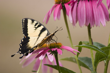 Swallowtail Enjoying Purple Coneflowers