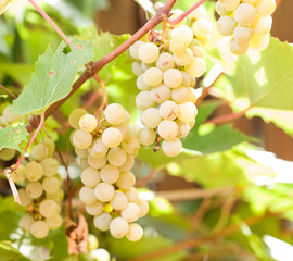 Bunch of white grapes on the vine.