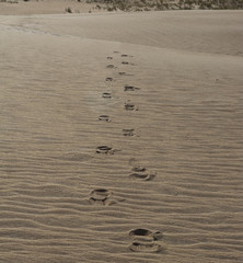 Vanishing Footprints in the Sand