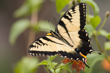 Butterfly Feeding on Lantana Blooms