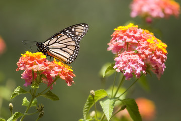 Monarch Butterfly Feeding on Pink Lantana