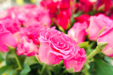 Beautiful pink rose on nature background