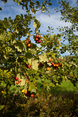 oak gall