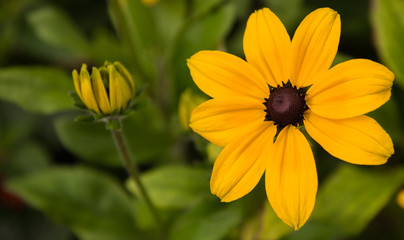 Gelbe Blumen