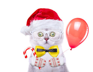 Smart and beautiful cat in a Christmas costume holding a toy. New Year's