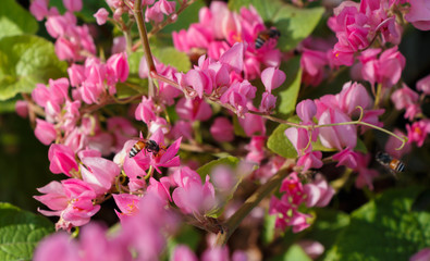 Bougainvillea and bee