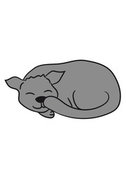 sleeping sweet lying relaxed cat