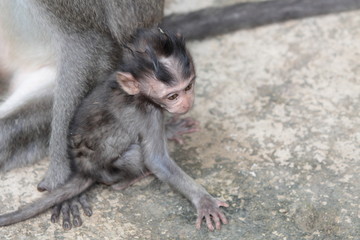 Affen im Affenwald Ubud, Bali