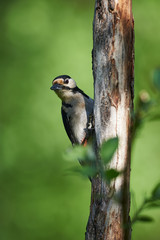 Obraz na płótnie Canvas Curious great spotted woodpecker