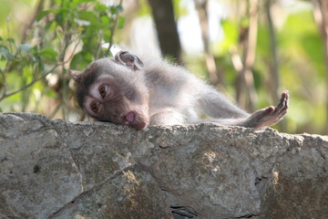 Affen im Affenwald Ubud, Bali