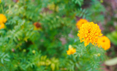 little yellow flower at road