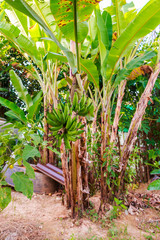 Banana at tree in the forest