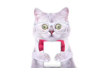 Smart beautiful british cat with a tablet. Funny animals. Trendy cat dressed in beautiful clothes. Hipster cat
