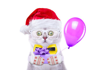 Smart and beautiful cat in a Christmas costume holding a present. Gift Box. New Year's holidays
