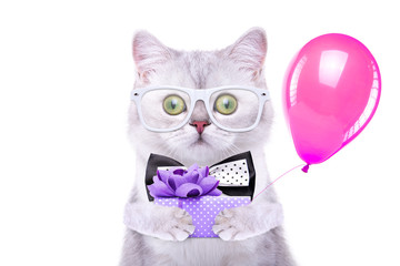 Smart beautiful british cat with a gift box. Funny animals. Trendy cat dressed in beautiful clothes
