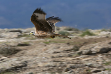 Red kite in flight