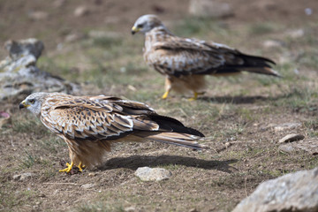 Portrait of red kite (Milvus milvus) on the ground