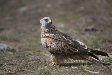 Portrait of red kite (Milvus milvus) on the ground