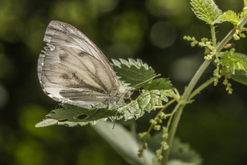 Grünader-Weißling (Pieris napae)