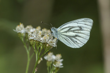 Grünader-Weißling (Pieris napae)