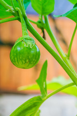 solanum on tree