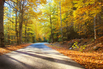 Fototapeta premium Kolorowa jesień