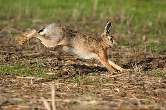 Lepre comune, fauna selvatica