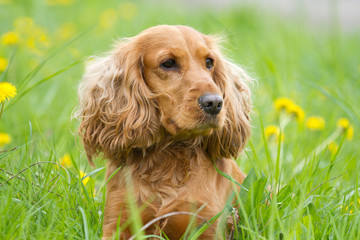 Beautiful cocker spaniel