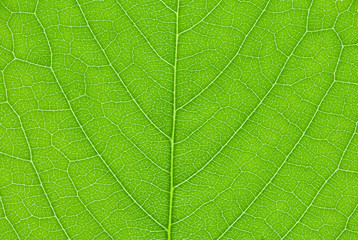 Cherry leaf  background