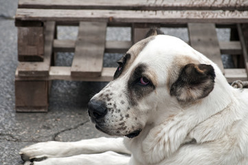 Big white dog on leash lying on asphalt surface closeup