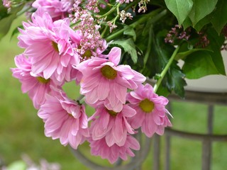 Rosa Blumen liegend -Chrysanthemen