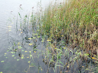 Plants in the water near the shore of the lake