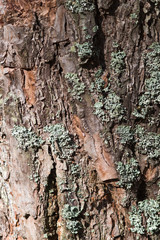 texture of  pine tree bark
