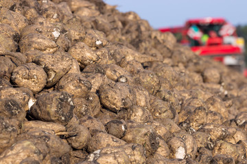 Harvested sugar beets