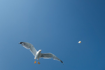 
seagull in flight over the sea