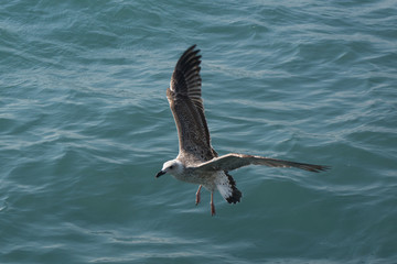 
seagull in flight over the sea