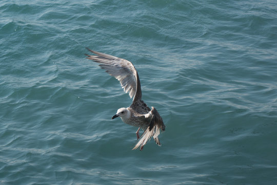
seagull in flight over the sea