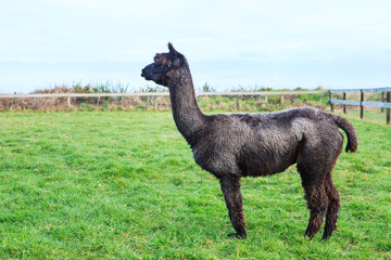 black fur alpaca in farm field ,alpaca or lama ,llama in a latin