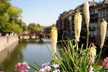 Red hot pokers / Kniphobia/ Torch lily, Taken in Metz, France © LHamilton