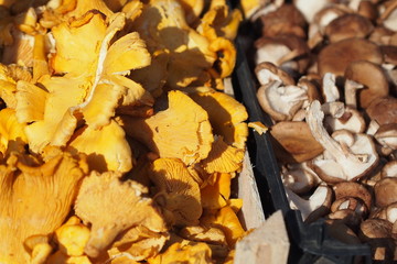 Detail of fresh mushrooms at farmers market stall. The focus is on the golden Chanterelle mushrooms (Cantharellus cibarius) picked in forests of the Czech Republic. In background shiitake mushrooms.