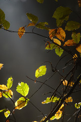 Obraz premium Buchenwald