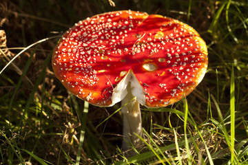 Amanita Muscaria. These red capped mushrooms, otherwise known as Amanita Muscaria have white spikey decorations. They appear in Autumn and are poisonous to eat.
