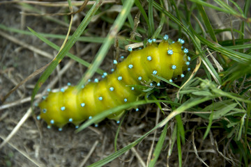 Saturnia pyri catterpillar